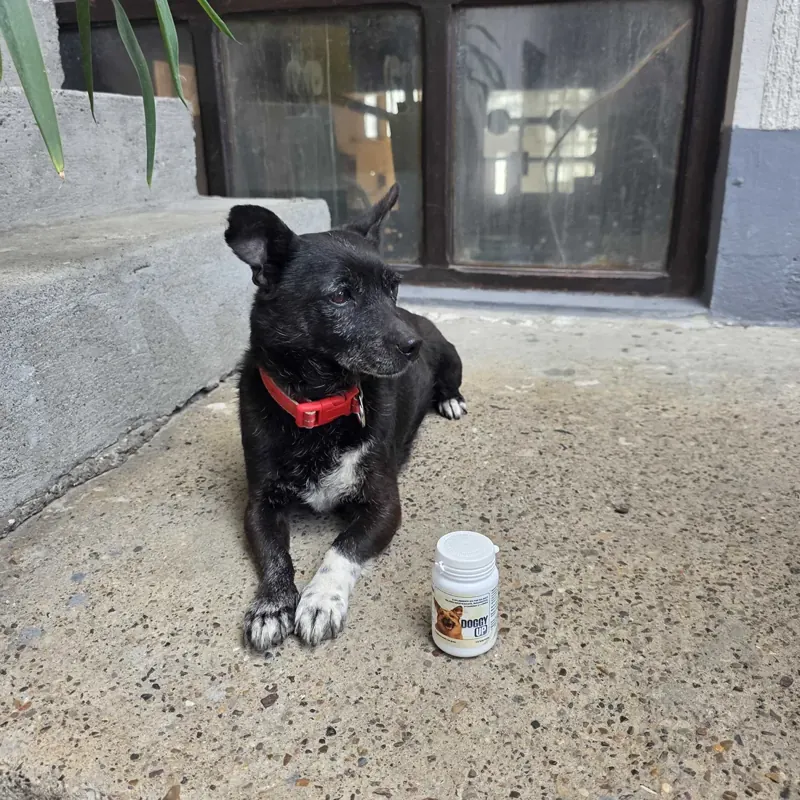 Crni mješanac s crvenom ogrlicom pored bočice Doggy Up