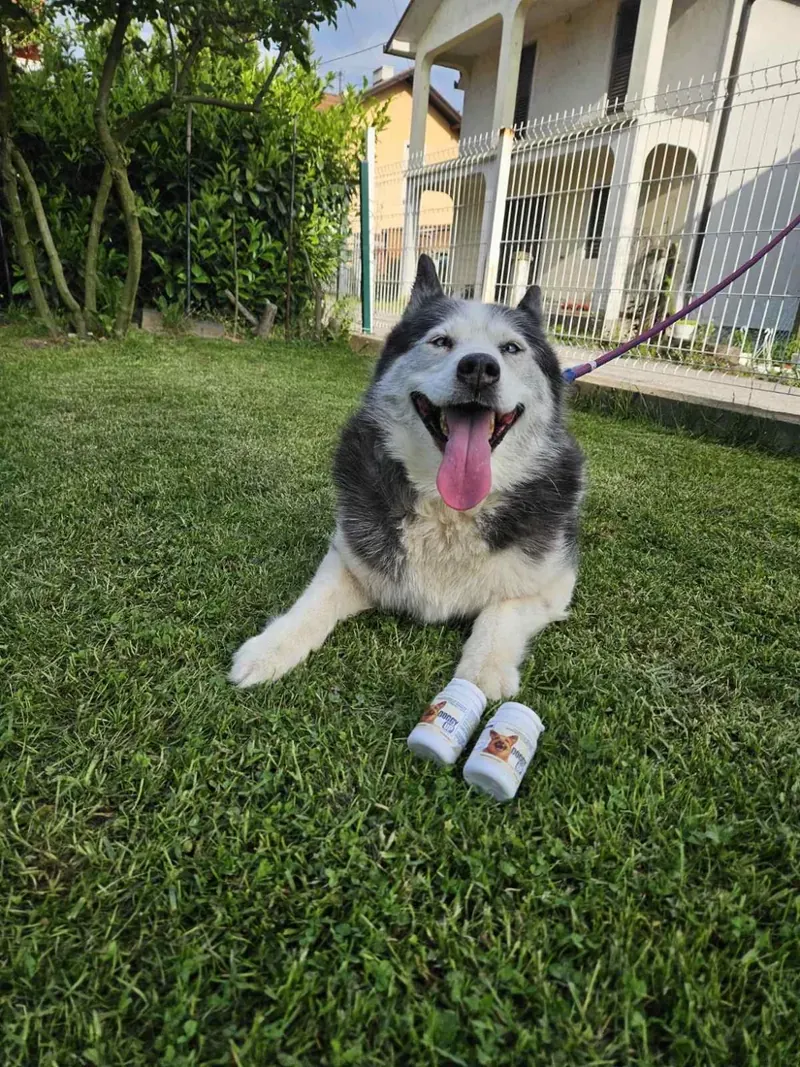 Stariji haski leži u travi pored dvije bočice Doggy Up