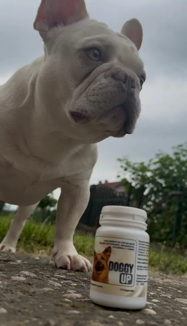 Bočica Doggy Up izbliza na kamenoj podlozi, iza nje francuski buldog