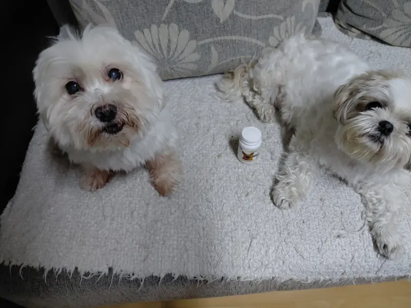 Dva maltezera na kauču s bočicom Doggy Up
